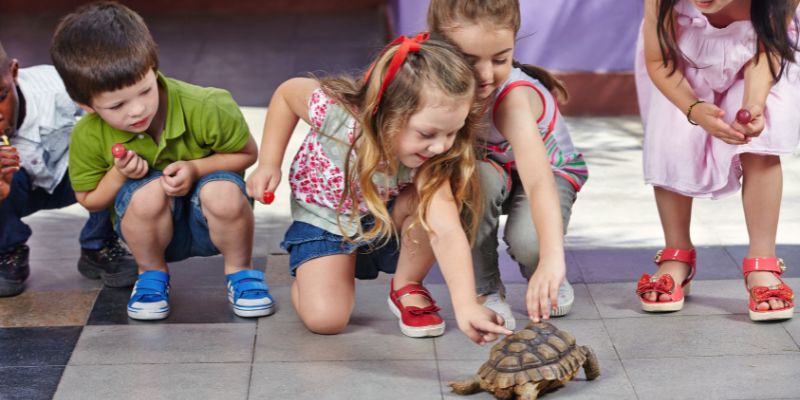 Educational Adventures: How Petting Zoos Support School Curriculum Goals