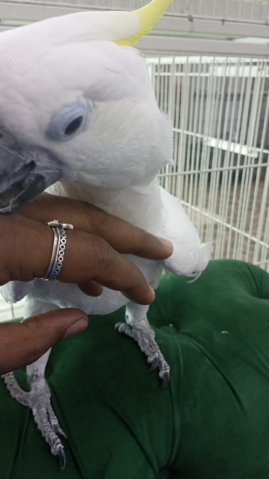 Cockatoo