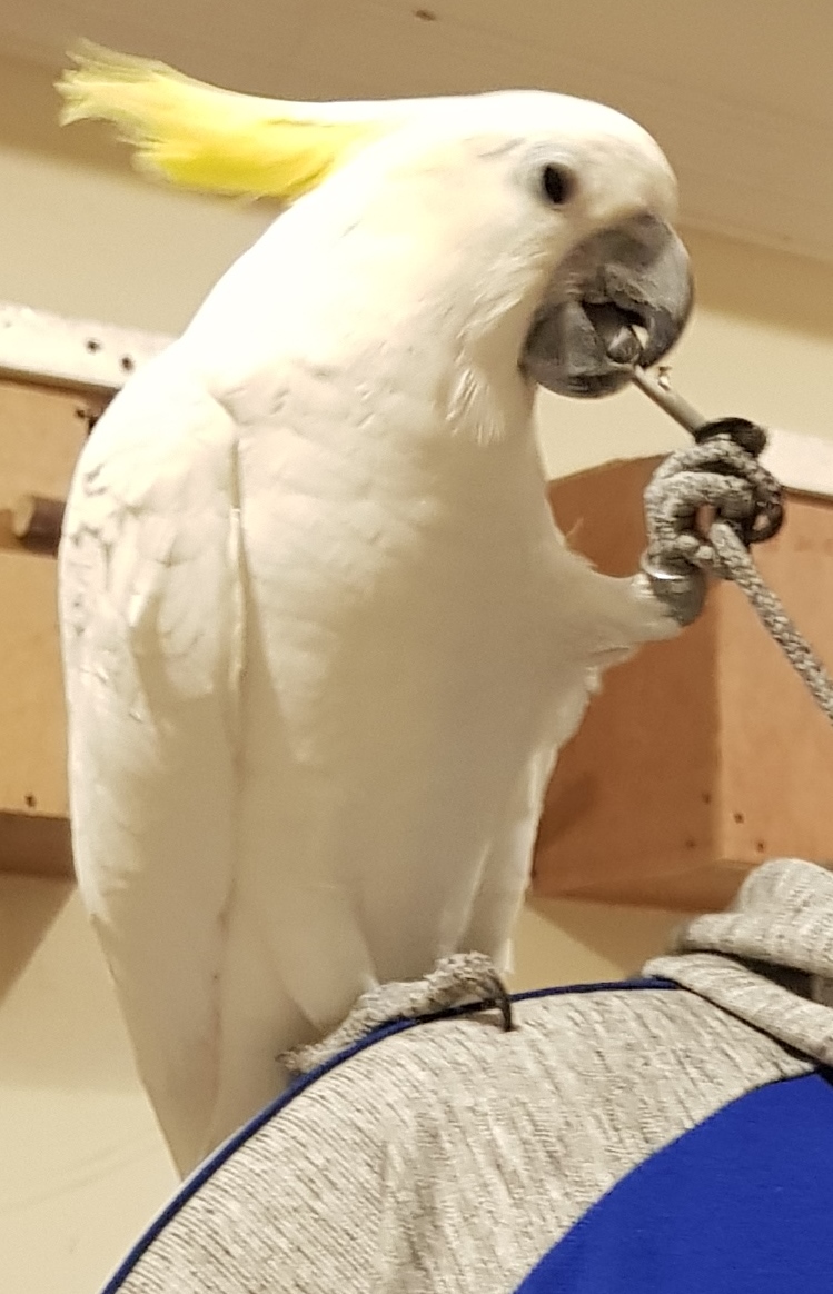 Cockatoo