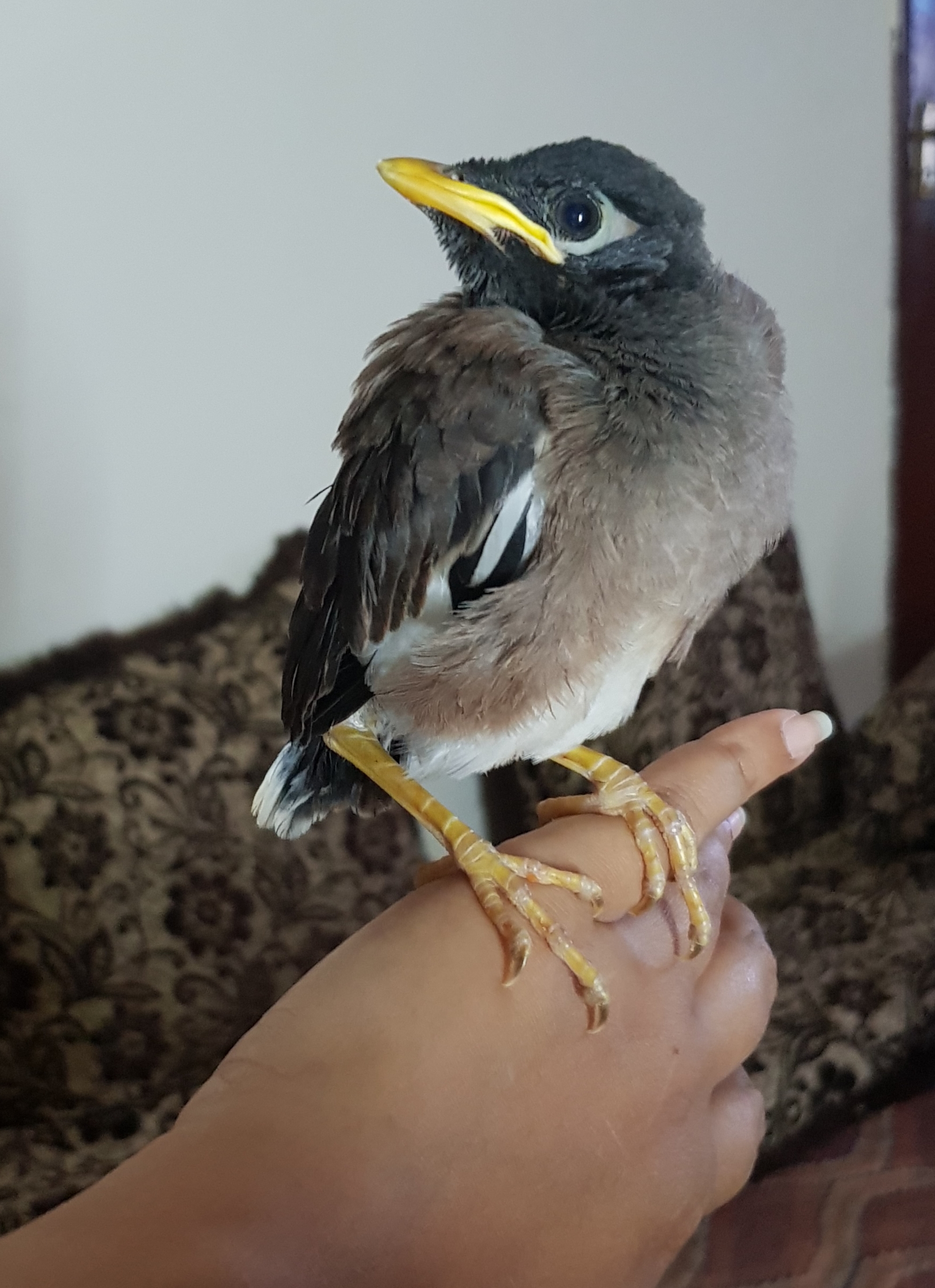 Myna