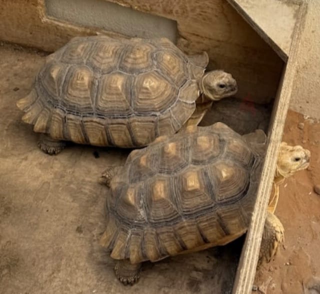 Sulcata